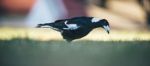 Australian Magpie Outdoors Stock Photo