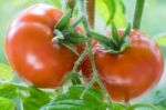 Ripe Tomatoes Growing Closeup Stock Photo