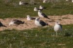 Seagulls In The Seashore Stock Photo