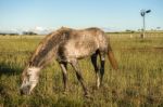 Horse In The Countryside Stock Photo