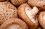 Shiitake Mushrooms Stock Photo