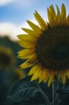 Sunflowers In A Field In The Afternoon Stock Photo