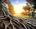 Banyan Tree In Ancient Place Stock Photo