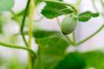 Close Up Baby Melon With Melon Flower, Popular Stock Photo