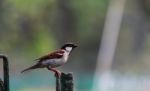 Sparrow Side View Stock Photo