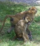 Two Young Baboons Together Stock Photo