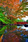 Autumn Tree At The Chinese Park Reflected I N The Water Stock Photo