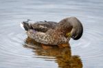 Female Mallard Stock Photo