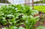 Green Chard Plantation In The Organic Garden Stock Photo