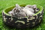 Baby White Tiger Laying In A Mattress Stock Photo