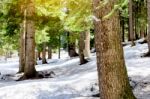 Snow Larch Forest With Sunlight And Shadows Beautiful Green Pine Stock Photo