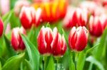 Red And White Tulips Stock Photo