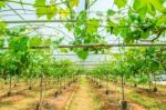 Vineyard In Korea Stock Photo