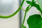 Yellow Winter Melon Flower In Farm Stock Photo