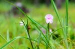 Pink Flower Blooming In The Rain Forest Stock Photo