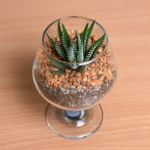 Small Cactus In Glass Stock Photo