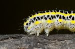 Cabbage Caterpillar Stock Photo