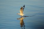 Seagull Is Walking On The Surface Of The Sea Stock Photo