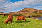 Highland Angus Cow Stock Photo