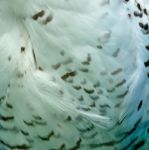 Snowy Owl Feathers Stock Photo