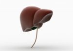 Human Liver Stock Photo