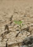 One Small Green Tree In Drought Land Stock Photo