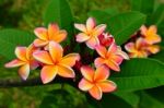 Red Plumeria Stock Photo