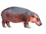 Hippopotamus Isolated Stock Photo