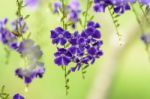 Golden Dew Drop Or Sky Flower ( Duranta Erecta ) Stock Photo