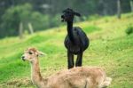 Alpacas In A Field Stock Photo