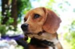 Portrait Of An Adorable  Beagle Dog Stock Photo