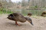 Female Mallards Stock Photo