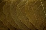 Dry Leaf Background Stock Photo