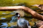 Fuengirola, Andalucia/spain - July 4 : Black Crowned Cranes At T Stock Photo