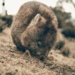 Adorable Large Wombat During The Day Looking For Grass To Eat Stock Photo