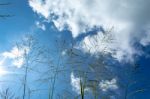 The Tree And The Bright Sky Stock Photo