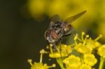 Common Fly Insect Stock Photo