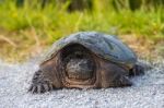 Common Snapping Turtle Stock Photo