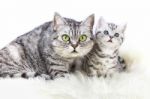 Mother Silver Tabby Cat With Young Kitten Stock Photo