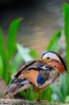 Mandarin Duck Stock Photo