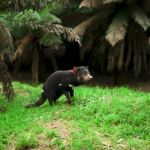 Tasmanian Devil Found During The Day In Tasmania Stock Photo