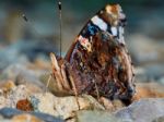 Admiral (vanessa Atalanta) In The Garden(side View) Stock Photo