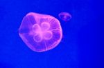 Moon Jellyfish Stock Photo