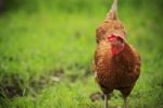 Chicken In Farm Stock Photo