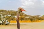 Ostrich In National Park In Ethiopia Stock Photo