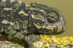 Baby Mediterranean Chameleon Stock Photo