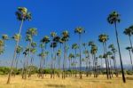 Palm Trees Stock Photo