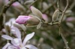 Pink Magnolia Flowering Stock Photo