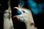 Red-legged Seriemas Stock Photo