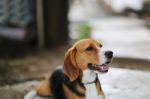 Portrait Of A Beagle Dog Outdoor Stock Photo